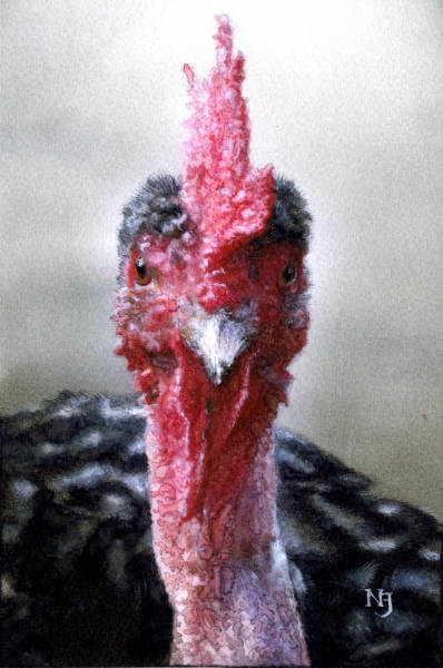 Erdélyi kopasznyakú tyúk